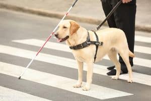 Image shows a guide dog helping a blind man across a pedestrian crossing This article is about Guide Dog Victoria’s new foray into a social enterprise, Beacon technology, which is focussed on building inclusive communities and a financially sustainable organisation.