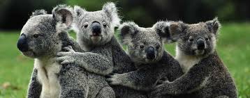 Better Impact: Koala Conservation Australia